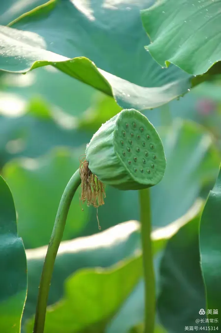 莲藕 莲花 莲子汤